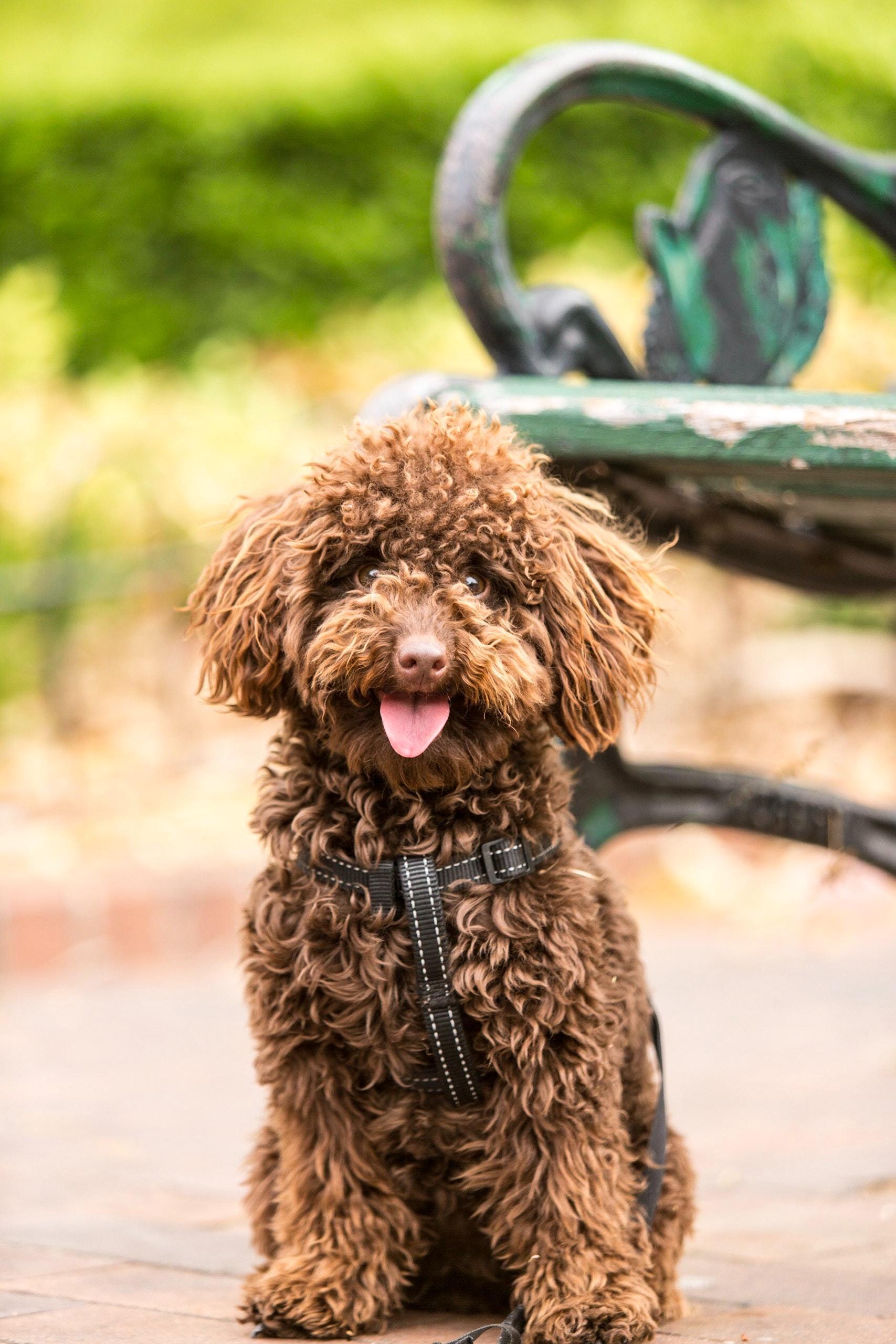 Poodle leash cheap training