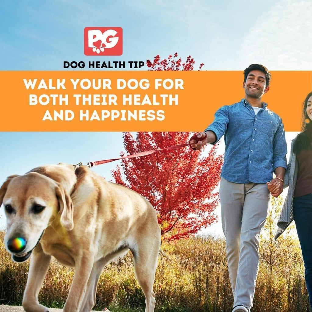 Regular walks help your dog... - PawdyGuard
