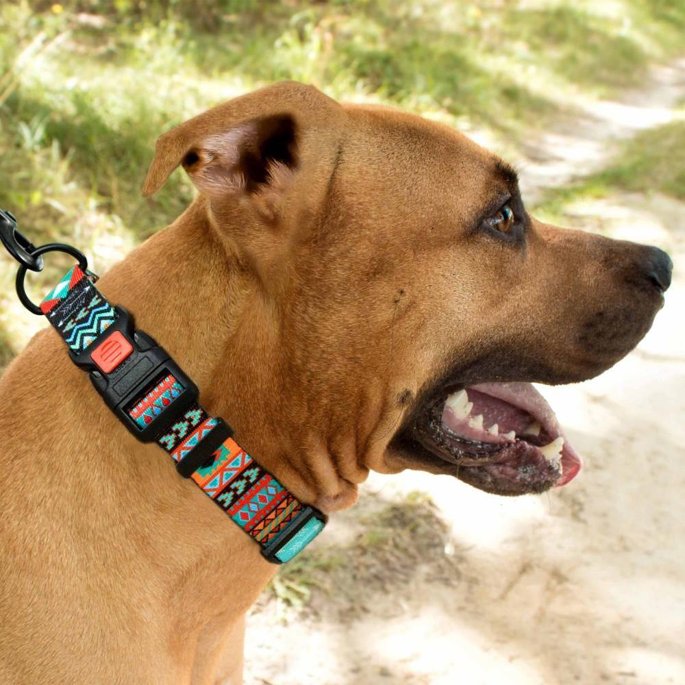 The Best Dog Collars 2021 - PawdyGuard