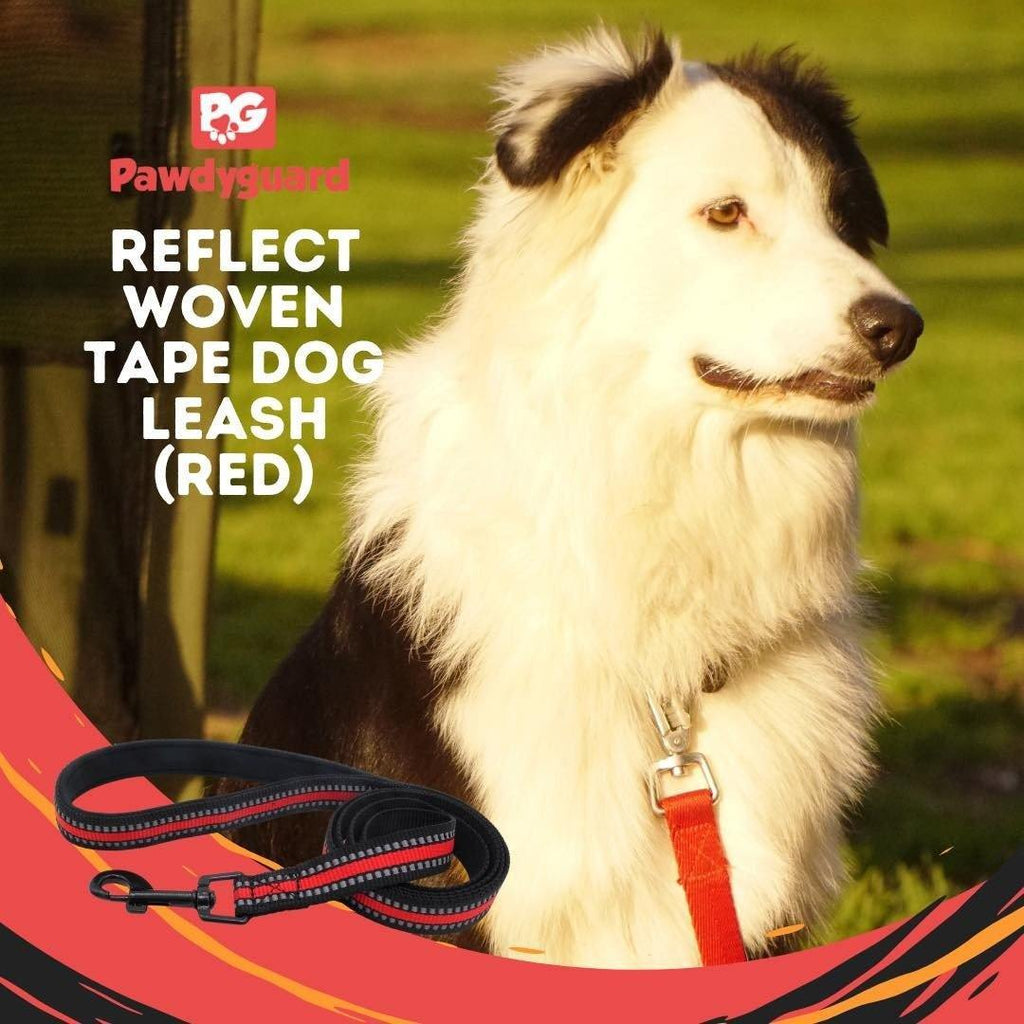 The Reflect Woven Tape Dog... - PawdyGuard